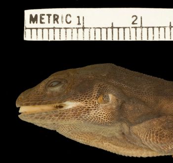 Media type: image;   Herpetology R-44365 Aspect: head lateral